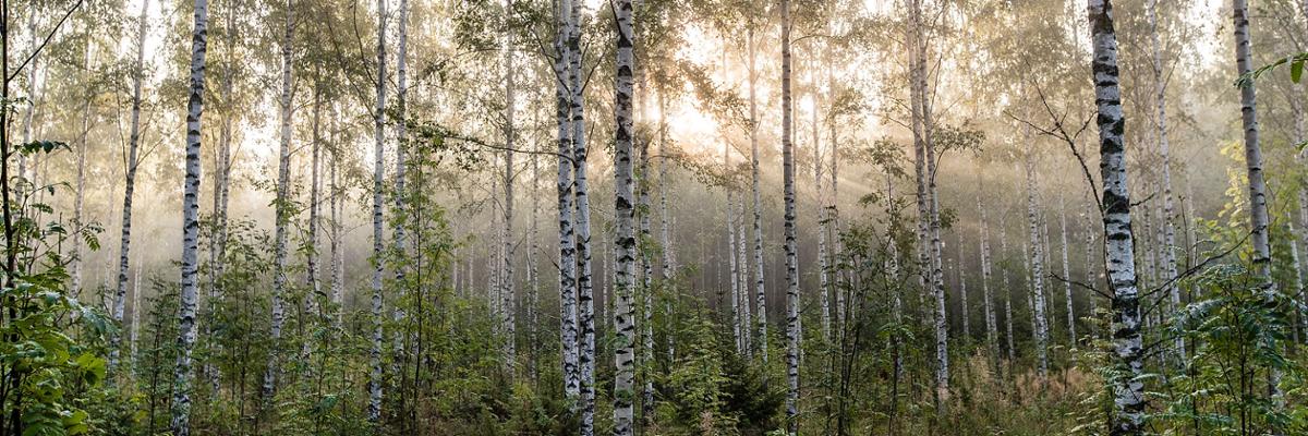 Birch tree forest